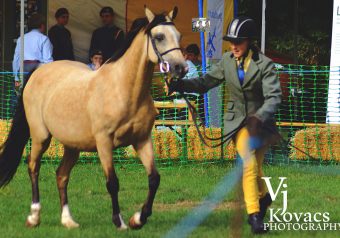 Horse and Pony Show 2018